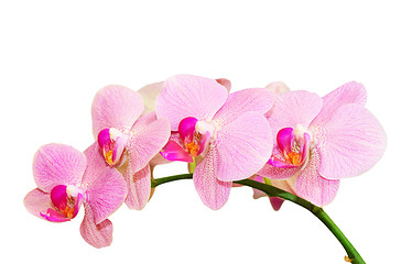 Image showing Romantic purity branch of spring pink spotted orchids
