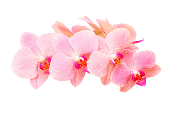 Image showing Pink orchid flowers with delicate purple spotted petals