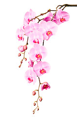 Image showing Big beautiful branch of pink orchid flowers with buds