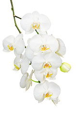 Image showing Beautiful gentlie branch of white romantic orchid flowers