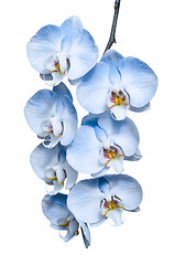 Image showing Exotic tropical branch of romantic blue orchids flowers