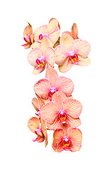 Image showing Big colorful orchids flowers bunch
