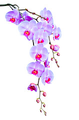 Image showing Big elegant branch of lilac orchid flowers with buds