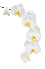 Image showing Single delicate branch of white natural orchids flowers