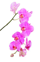 Image showing Natural tropical beauty branch of violet orchid flowers