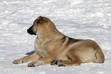 Image showing Dog resting on snowy ski slope at nice sun day