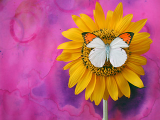 Image showing Butterfly and Sunflower