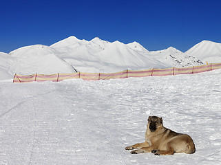 Image showing Dog resting on snow at nice sun day