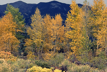 Image showing Autumn