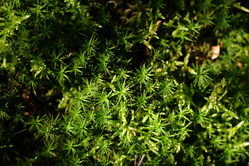 Image showing moss background