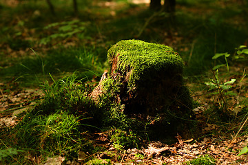 Image showing stump with moss 