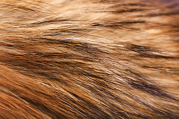 Image showing closeup raccoon fur. Macro. horizontal