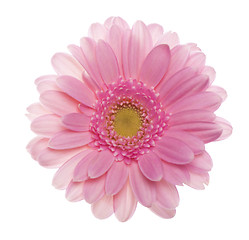 Image showing Pink gerbera flower.