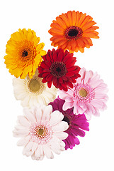 Image showing Daisy flower gerbera bouquet isolated