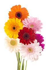 Image showing Daisy flower gerbera bouquet isolated