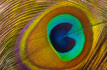 Image showing peacock feather