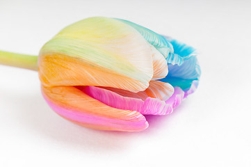 Image showing Unusual multicolored tulip