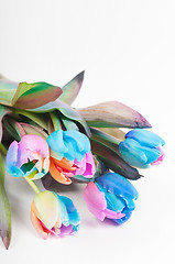 Image showing Unusual multicolored tulips
