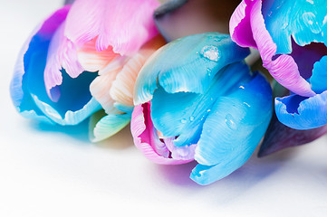 Image showing Water drop on the unusual multi colored tulips