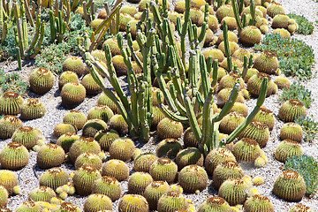 Image showing Cactus Garden