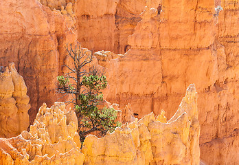 Image showing Bryce Canyon