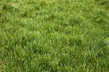 Image showing Meadow grass in the springtime