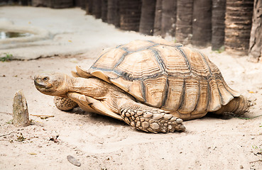 Image showing Sulcata Tertoise