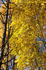Image showing Yellow autumn trees