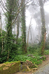 Image showing Portugal. Sintra. Relic trees in park of Pena National Palace in