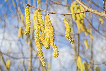 Image showing Hazelnut bloom