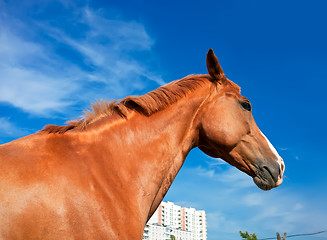 Image showing Horse