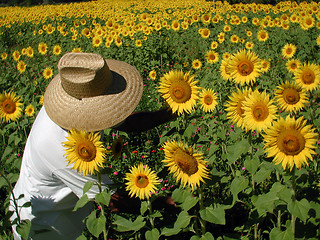 Image showing Sunflower Farmer