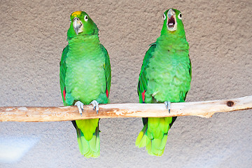 Image showing Parrots