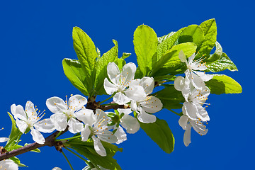 Image showing Apple flowers