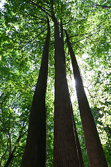 Image showing Green forest