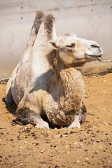 Image showing Camel