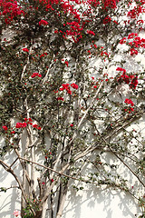 Image showing bougainvillea flower background