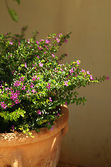 Image showing violet flower in the pot