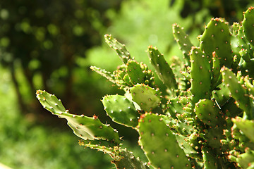 Image showing opuntia cactus background