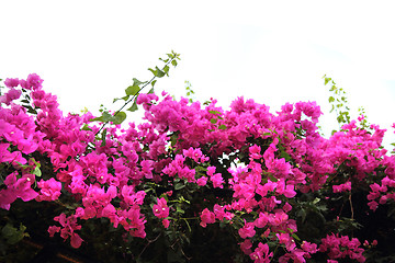 Image showing bougainvillea flower background