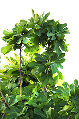 Image showing green figs plant 