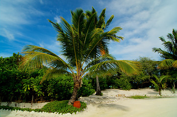Image showing Palm Tree Alley