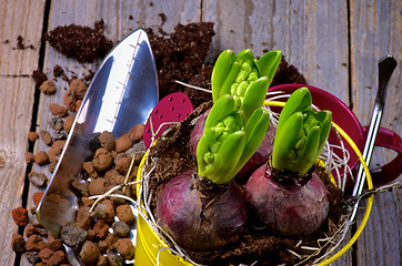 Image showing Planting Hyacinth Bulbs