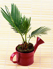 Image showing Little Palm Chrysalidocarpus Areca