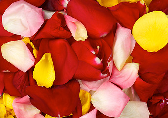 Image showing Background of Rose Petals