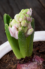 Image showing Pink Hyacinth