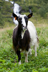 Image showing goat