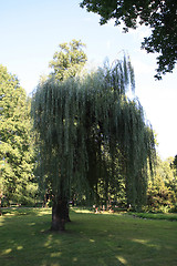 Image showing Weeping Willow