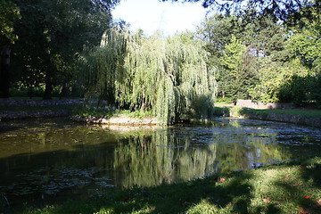 Image showing Weeping Willow