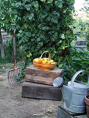 Image showing Rustic Garden